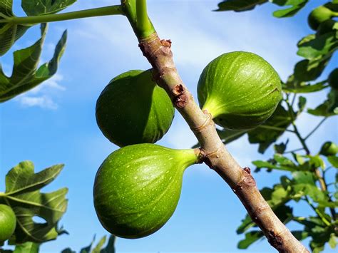 花無果|イチジク(無花果)とは？花の特徴・花言葉・育て方・。